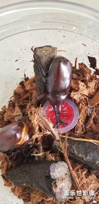 【家有萌宠】+铠甲武士独角仙