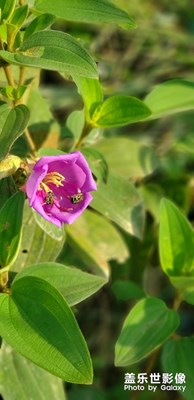 野牡丹