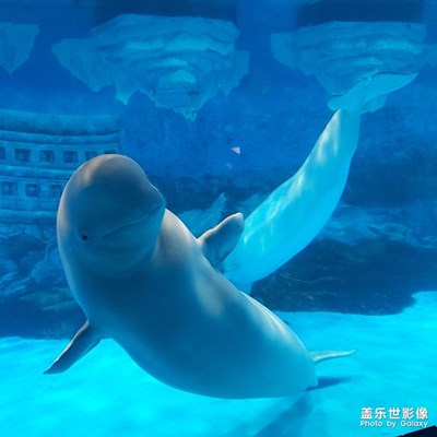 萌拍好玩儿