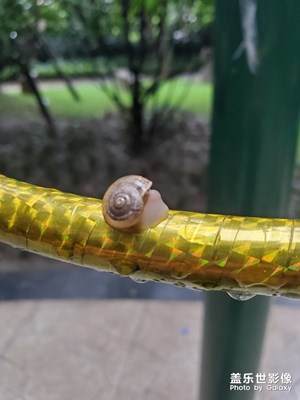 【家有萌宠】+我家蜗牛