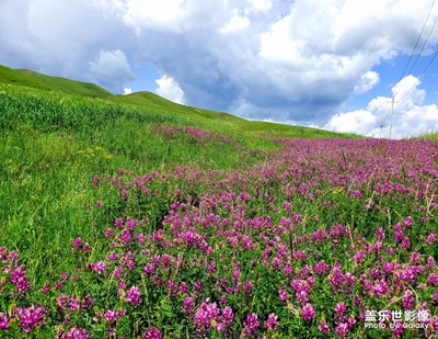 【花开盛夏】+盛夏繁花