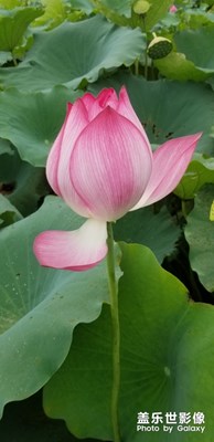 【花开盛夏】+荷花