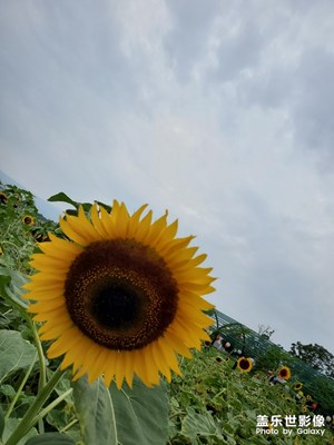 【花开盛夏】+青城花海