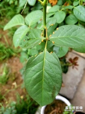 该死的虫子