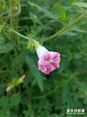 【花开盛夏】+ 五色夏花