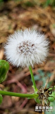 【花开盛夏】+盛夏繁花