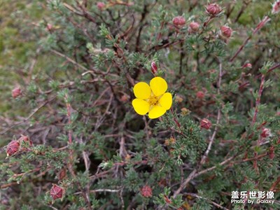 【花开盛夏】+ *高原的无名小花