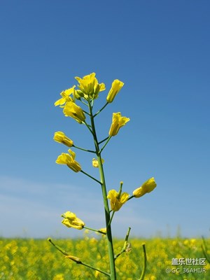 呼伦贝尔牙克石油菜花节