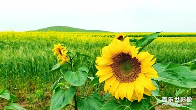 平野沃田黄灿灿