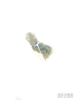 过曝的狗狗