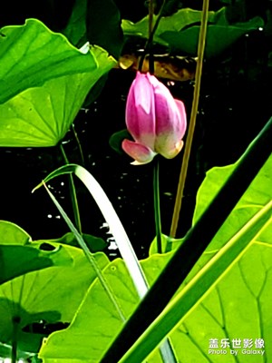 玉立