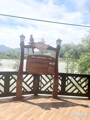 森林湖