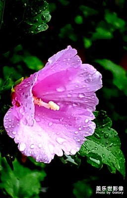 雨露