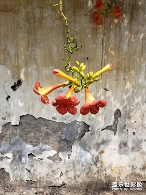 某名花