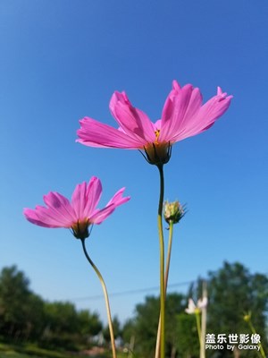 天气正好……公园里的花