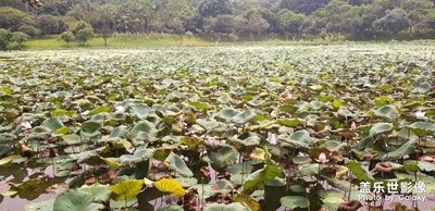 荷花池