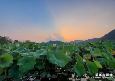 残荷·夕阳