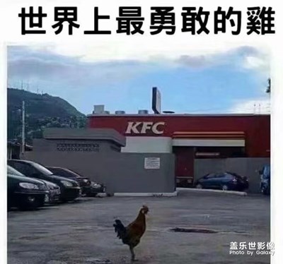 世界上最勇敢的鸡