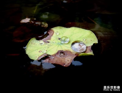 【浅秋时光】秋雨