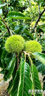 随手拍了几张花花草草