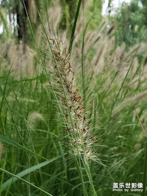 花草小瞥