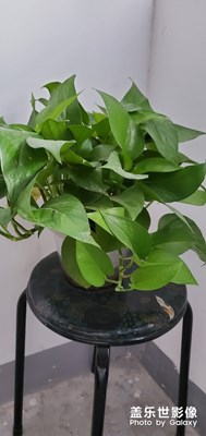 碧绿青涩