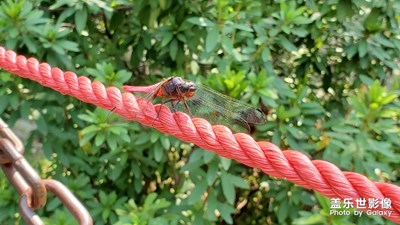 红蜻蜓