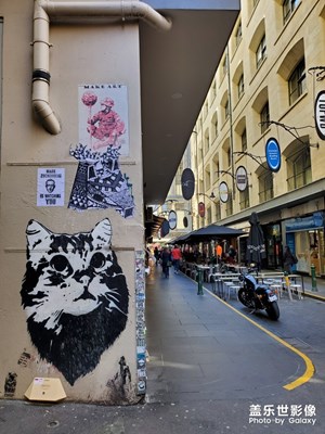 猫本街头涂鸦