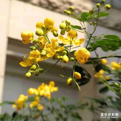 节日快乐