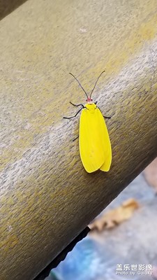 谁知道这是什么昆虫？