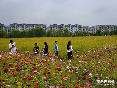 【欢度十一】+花花
