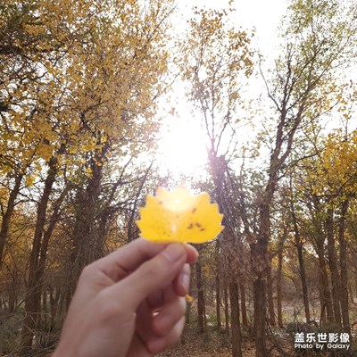 金秋额济纳旗