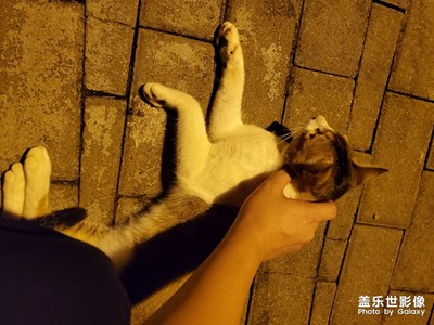 【上下班随想】肥猫