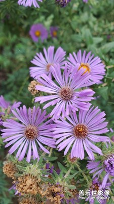 花花