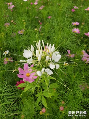 【爱在深秋】+ 宝图旁边的花海