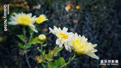 黄叶凋落秋已至 红花枯萎期可数