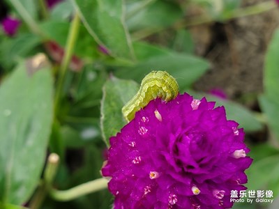 【爱在深秋】花花世界