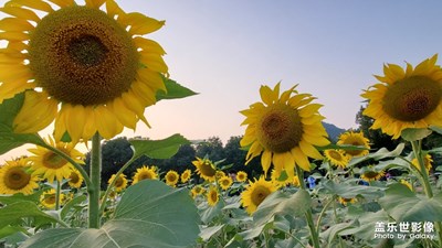 浙江工业大学葵花地