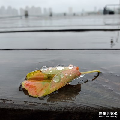 雨中公园漫步