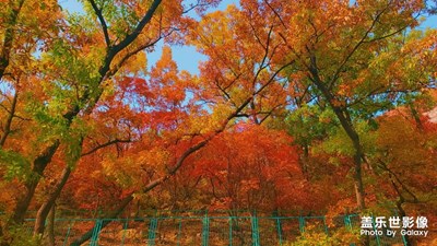 看漫山红遍，层林尽染