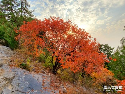 【晚秋光影】+秋意浓