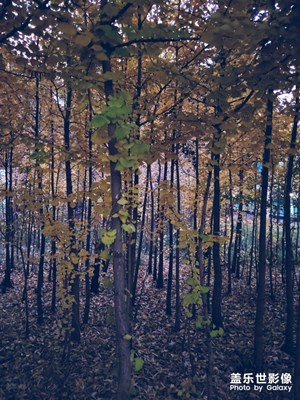 秘境森林