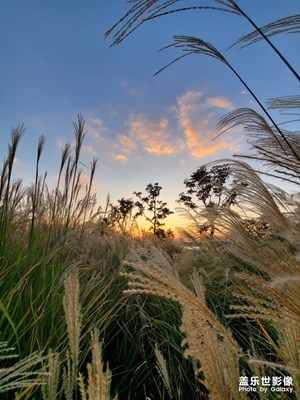 芦苇夕照