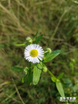 【晚秋光影】+花朵的春天