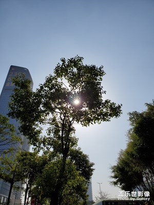 【晚秋光影】+ 太阳没那么猛烈了对着它就是拍