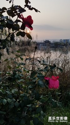 【晚秋光影】