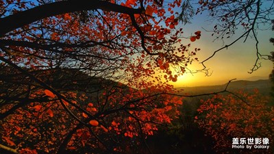 红叶+夕阳=美