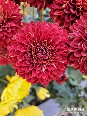 随手拍菊花