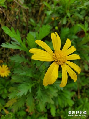 花花