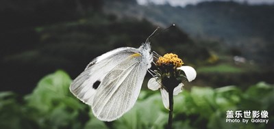 繁花万千，与世无争。